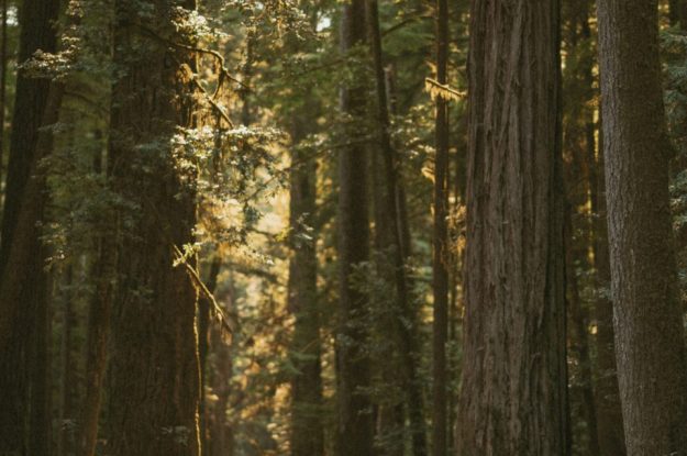 Whimsical Redwoods Engagement Session at Sunset